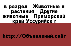  в раздел : Животные и растения » Другие животные . Приморский край,Уссурийск г.